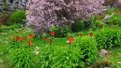 Afşin’de Ters Laleler Baharın Gelişini Müjdeledi