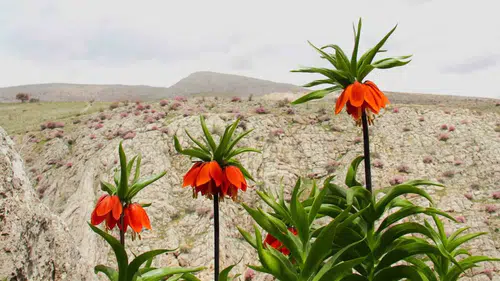Afşin'de Ters Laleleri Koparanlara 700 Bin TL Ceza!