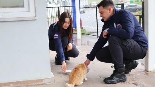 Kahramanmaraş'ta Sokak Hayvanları İçin Farkındalık
