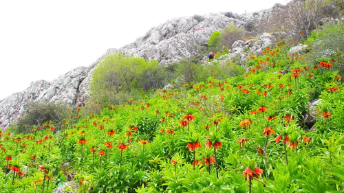Kahramanmaraş'ta endemik alarmı! Bir adet lale 700 bin TL