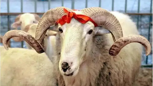 Kahramanmaraş’ta Küçükbaş Kurbanlık Fiyatları Açıklandı