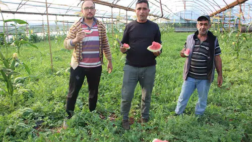 Çekirdek Karpuz Tezgahlarda Satışa Başladı