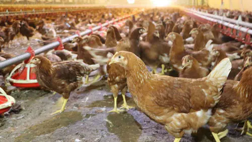 Kümes Hayvancılığında Rekor Üretim: 2 Milyar Yumurtaya Ulaşıldı!