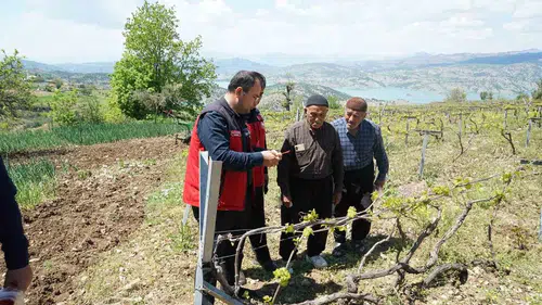Kahramanmaraş’ta Üzüm Bağlarını Koruyacak Yeni Destek