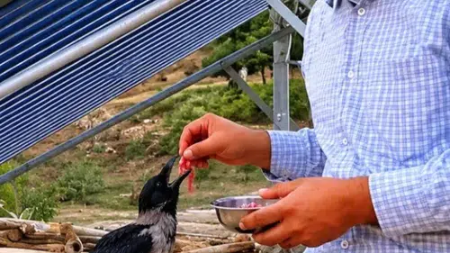 Kahramanmaraş’ta Yaralı Kargaya Şefkat Eli