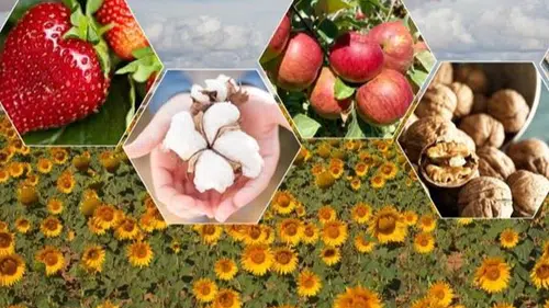 2026’da Tarımda Bitkisel Üretim Rekor Düzeye Ulaşacak!