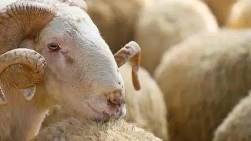 Kurban Satın Alırken Göz Önünde Bulundurulması Gerekenler!