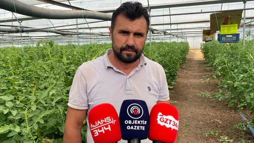 Sera Domatesinde Yoğun Bakım Dönemi