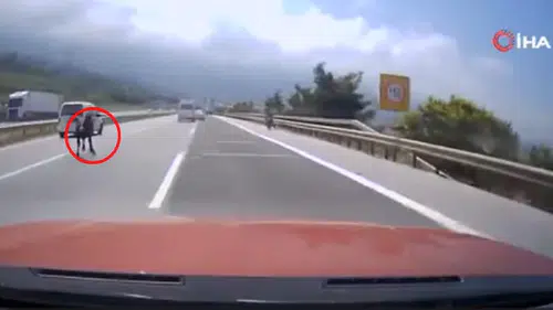 Otobanda Yola Fırlayan Angus Trafiği Felç Etti