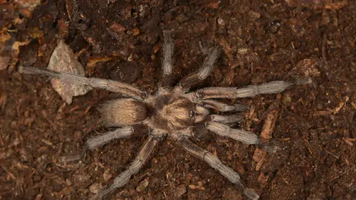 2 Bin 500 Yıllık Tarantula Gizemi Türkiye'de Çözüldü
