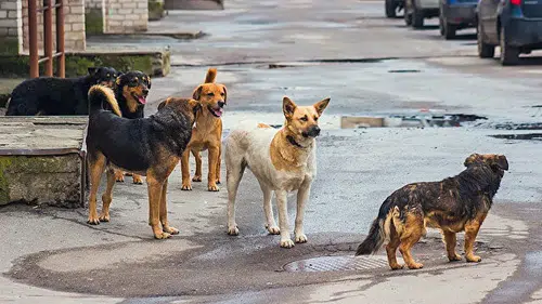 İçişleri'nden 3 belediye başkanı hakkında işlem