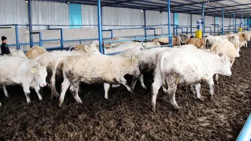 Hayvancılık Desteğinde Son 4 Gün! Başvurular Bitiyor