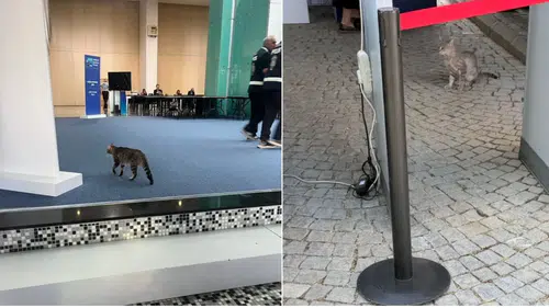 NATO Zirvesi'nde Güvenliği Aşan Misafir Gülümsetti