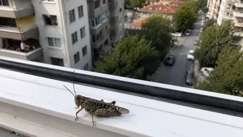 İstanbul'daki Dev Çekirgelerin Sırrı Ne? Uzmanlar Neden Bir Anda Çoğaldıklarını Anlattı
