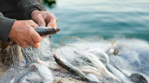 Egeli ihracatçılar Türkiye'nin su ürünleri ve hayvansal mamuller ihracatında liderliğini pekiştirdi