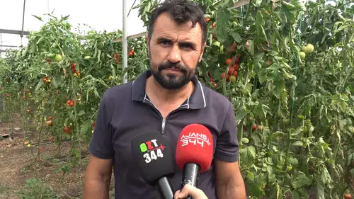 Kahramanmaraş'ta Seradan Türkiye'ye Pembe Domates Sevkiyatı Başladı