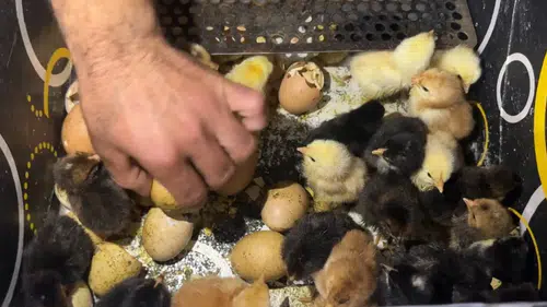 Oto Yıkamacıdan Tavukçuluk Fabrikasına Uzanan Başarı