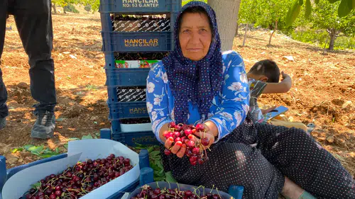 Bertiz'de Kiraz Hasadı Sürüyor