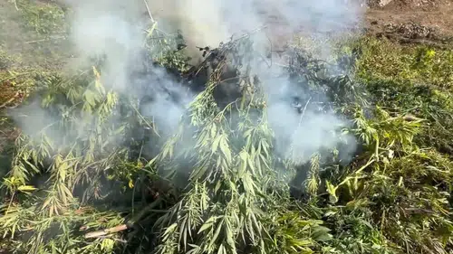 18 ilde uyuşturucu operasyonu: 355 kg uyuşturucu madde ve 1 milyon kenevir kökü ele geçirildi