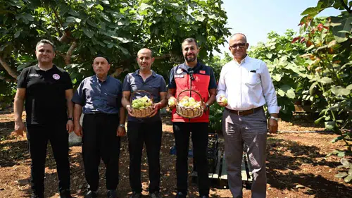 Kahramanmaraş’ta Abbas İnciri Hasadı Başladı
