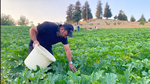 Bertiz’de Kabak Hasadı Tarlalarda Başladı