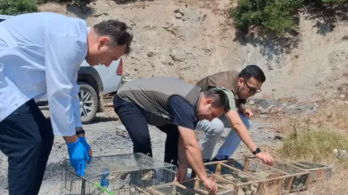 Kahramanmaraş’ta 175 Saka Kuşu Kurtarıldı