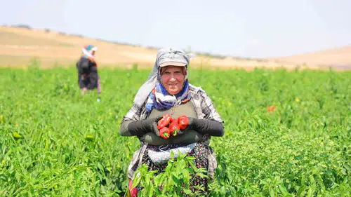 Kahramanmaraş’ta kışlık biber hazırlığı başladı
