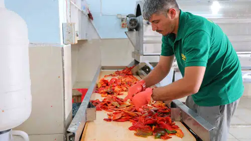 Kahramanmaraş’ta salça sezonu başladı