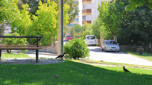 Kahramanmaraş’ta Şaşırtan Görüntü: Parkı Sardılar