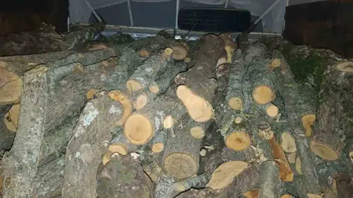Andırın’da Kaçak Kesilen Ağaçlara ve Araca El Konuldu