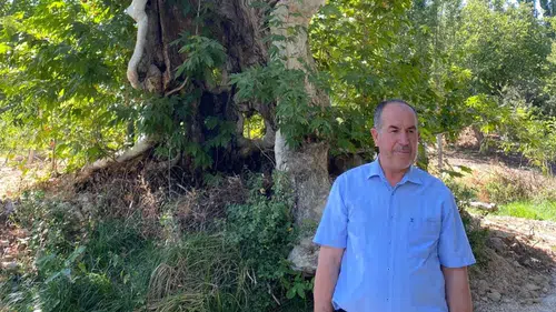 Kale Mahallesi’nde 800 Yıllık Çınar