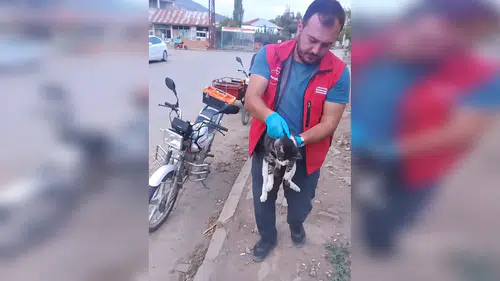 Kahramanmaraş’ta Yaralı Kedi İçin Büyükşehir Ekipleri Geldi