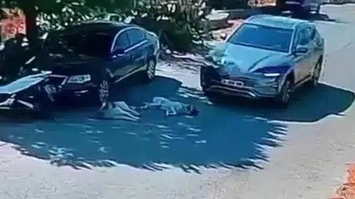 Vicdanları Sızlatan Anlar: Otomobil İle Köpeklerin Üzerinden Geçti!