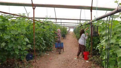 Kahramanmaraş’ta Turşuluk Hasadı Başladı