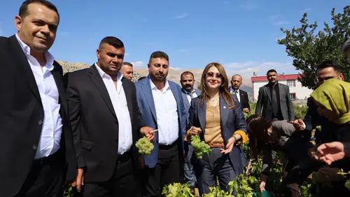 Milletvekili Karakoç Bağlarda: Üzüm ve Ceviz Hasadına Eşlik Etti