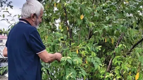 Kahramanmaraş’ta Japon İğdesi Yetiştirdi: Ücretsiz Dal Verecek