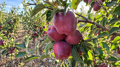 Göksun’da Çardak elması için hasat mesaisi başladı
