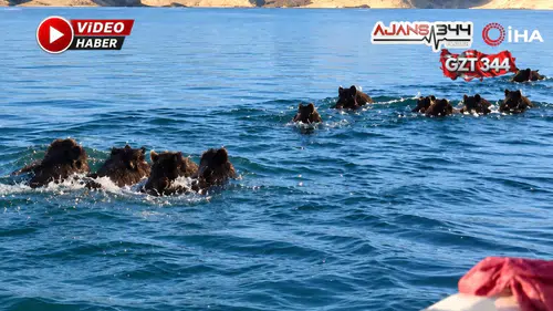 Samsat’ta Balıkçıları Şaşırtan Görüntü: Barajda Domuz Sürüsü