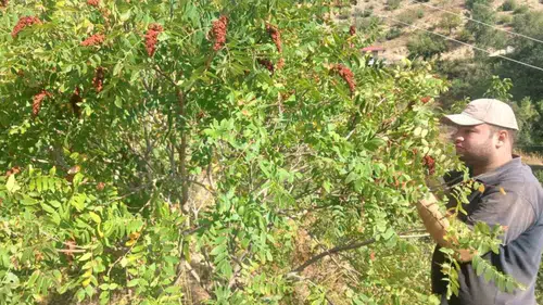 Kahramanmaraş’ta Sumak Hasadı: Andırın’da Gelenek Sürüyor