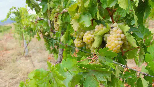 Afşin’de Kabarcık üzümü için hasat mesaisi başladı