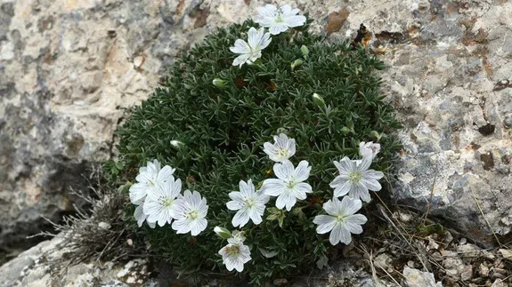Kahramanmaraş'ın Yüksek Rakımlarında Keşfedildi