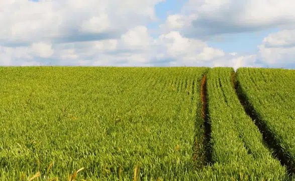 2,7 Dönümlük Arazi İçin İhale Süresi Başladı
