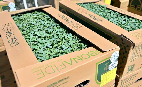 Fideler bereketli toprakla buluşuyor