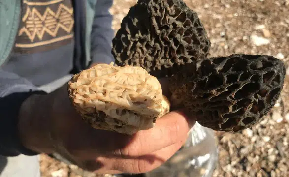 Dağların Altını: Kuzugöbeği Mantarı Kilosu 1500 TL