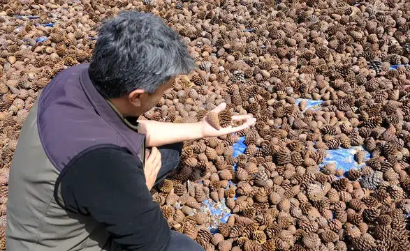 Andırın Kızılçam Tohumları Geleceğe Nefes Olacak