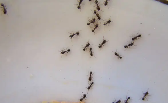 Kimyasal kullanmadan karıncaları uzaklaştıran basit yöntem