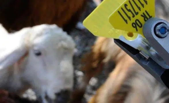 Hayvan Sahiplerine Aşı ve Küpe Ücretlerinde Önemli İndirim