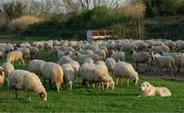 Kırsalda Bereket, Küçükbaşa Destek Projesi Başvuruları Devam Ediyor