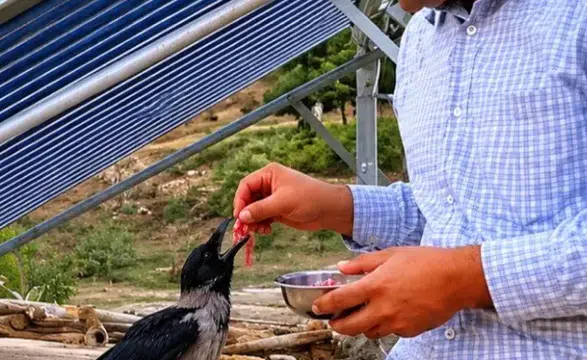 Kahramanmaraş’ta Yaralı Kargaya Şefkat Eli