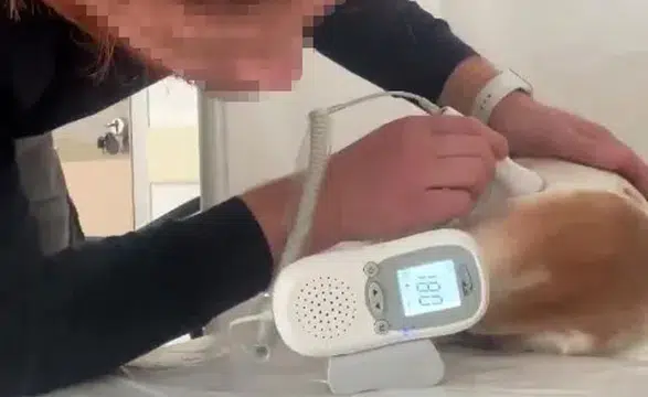 Kahramanmaraş'ta ASM'de Köpek Tedavi Eden Doktorun Paylaşımları Tepki Çekti